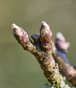Buds appearing on apple tree