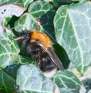 White tailed bee on ivy