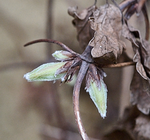Signs of growth on Clematis