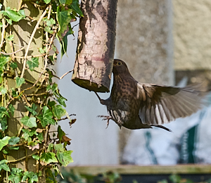 Blackbird feeding from peanut log