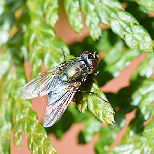 Fly on conifer