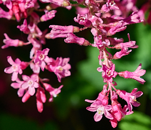 Pink flowers on currant bush