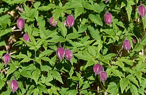 Early clematis flowers