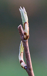 SIgns of life on a new pear tree