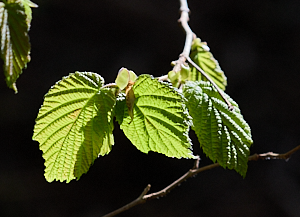 Backlit hazel leaves