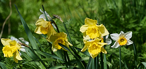 Late flowering daffodils