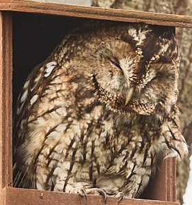 Female tawny owl on nest box