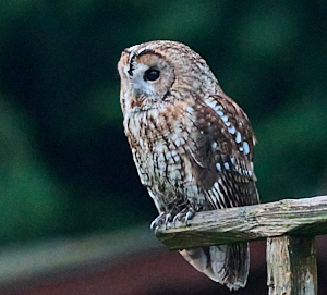 Early morning photo of male tawnyowl