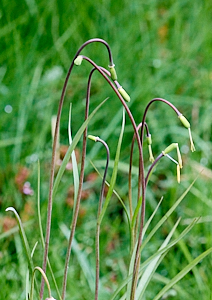 Snakeshead fritillaries producing seed heads
