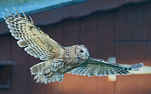 Male tawny owl in flight