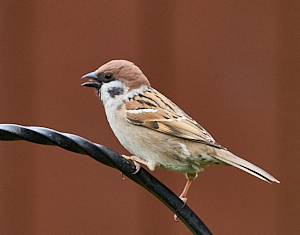 Tree sparrow on iron frmae