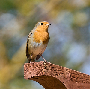 Robin standing on post