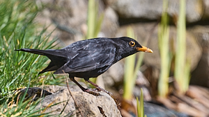 Blackbird on rocks