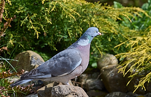 Wood pigeon on rockery