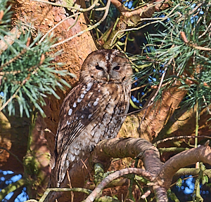 Tawny owl in tree