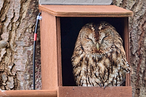 Tawny owl on the edge of a nest box.