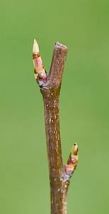 Buds appearing on pear tree