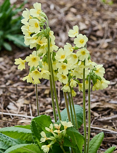 Oxlips in bloom