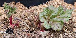 Rhubarb starting to grow