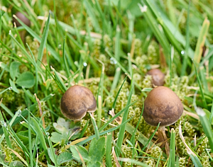 Mushrooms on the lawn