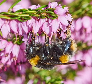 Bumble bee on heather