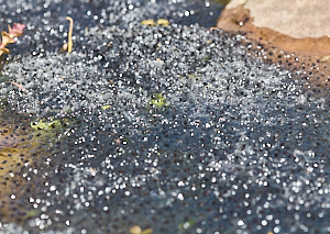 Large clump of frog spawn in pond