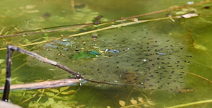 Small clump of frog spawn in pond