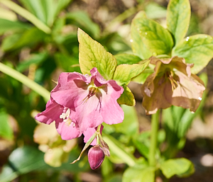 Helebore in flower
