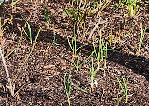 Garlic plants amonsgt the rose bed