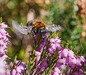 Bee in flight over heather