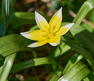 Small botanical tulip