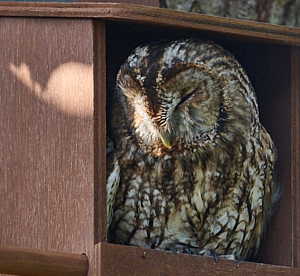Tawny owl on lip of nest box