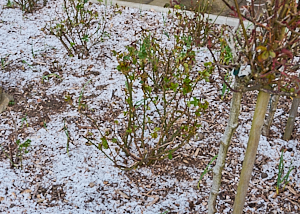 Light dusting of snow on rose bed
