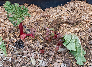 Rhubarb leaves showing frost damage