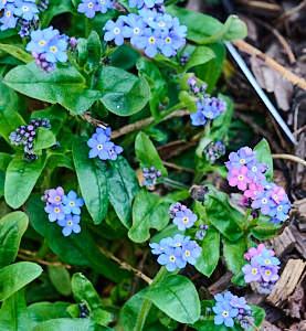 Pink & blue forget-me-nots