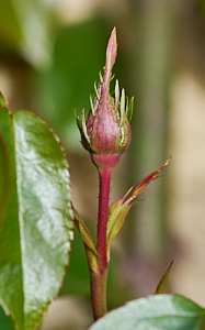 First bud of the year for Dublin Bay rose