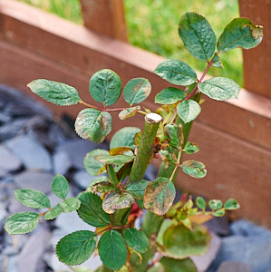 Leaping Salmon rose showing new leaves