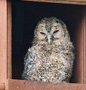 Twny owl chick on edge of next box
