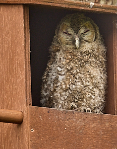 Tawny owl chick in nestbox