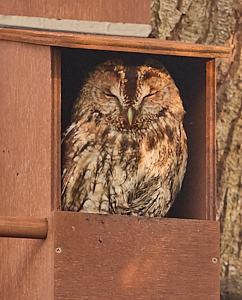Female tawny owl in nest box - early morning