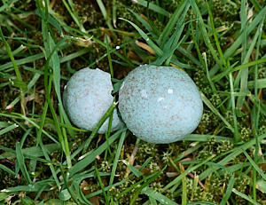 Broken birds egg on the grass