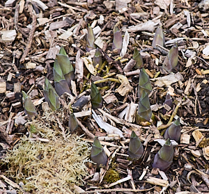 Hostas appearing through the soil