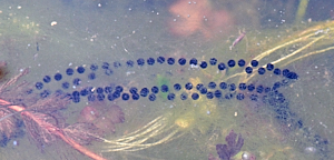 String of toad spawn