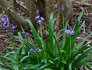 Bluebells starting to flower