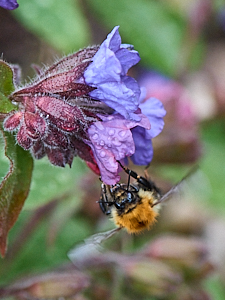 Bee on lungwort