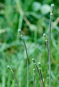 Snakeshead fritillary seed heads