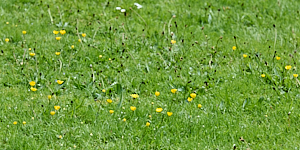 Buttercups and dandelions