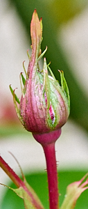 Dublin Bay rose bud showing hint of red colour to appear