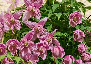 Clematis flowers