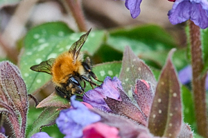 Bee on lungwort